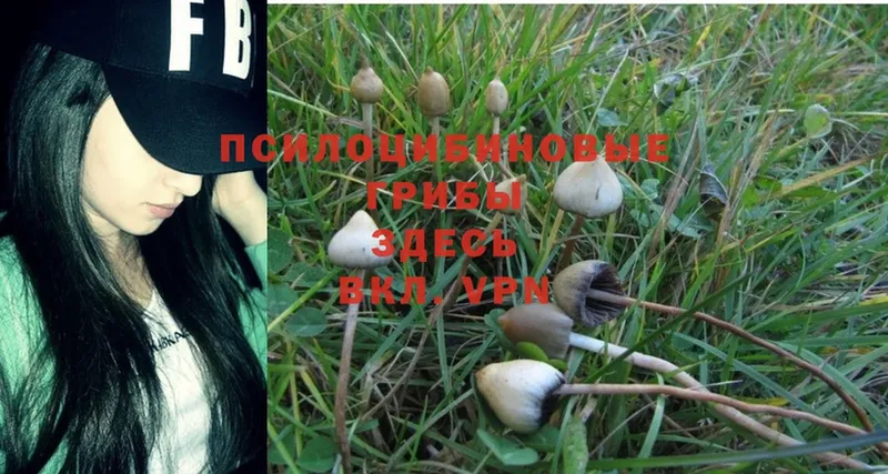 продажа наркотиков  Сафоново  Псилоцибиновые грибы MAGIC MUSHROOMS 